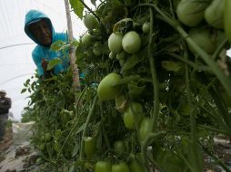 Políticos y empresarios están en contra de la aplicación de aranceles a productos mexicanos por parte de Estados Unidos. EL INFORMADOR / ARCHIVO