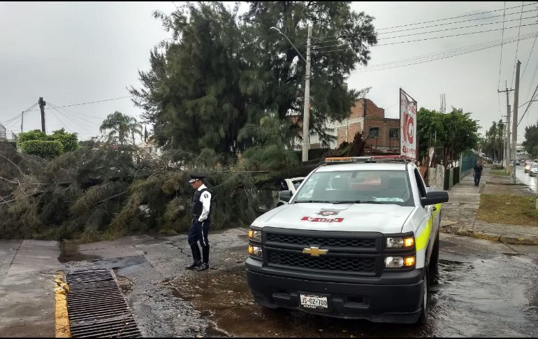 Reportan algunos cortes de electricidad y dos autos dañados por la caída de los árboles. CORTESÍA
