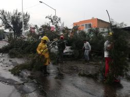 Reportan algunos cortes de electricidad y dos autos dañados por la caída de los árboles. CORTESÍA