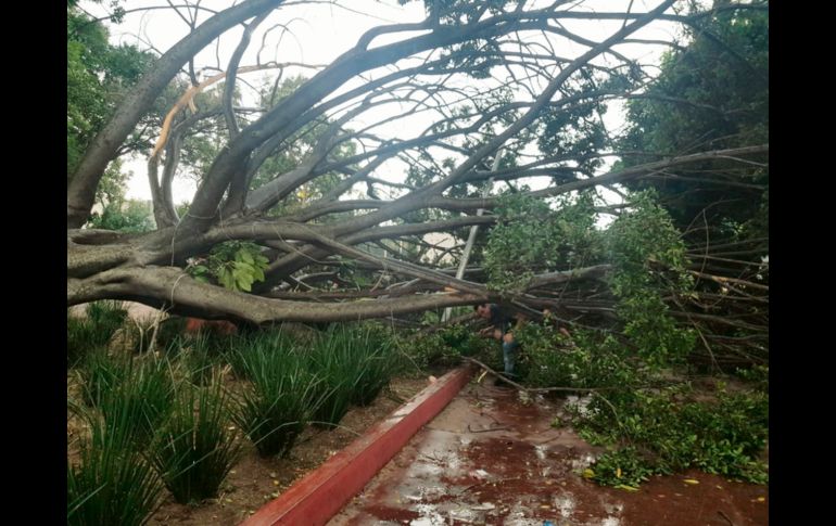 El arbolado de la ciudad sucumbe a la fuerza de las primeras lluvias. EL INFORMADOR / G. Gallo