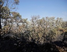 Para evitar más desastres, Sergio Graf detalló que se impulsando una política de lucha contra la deforestación y el impacto de los incendios forestales. EL INFORMADOR / ARCHIVO