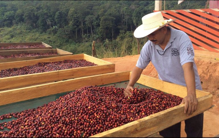Veracruz produce al menos 300 mil toneladas de café, de las cuales 90 por ciento son destinadas al exterior de nuestro país, y el resto se quedan para consumo interno. NTX/ARCHIVO