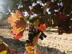 Los campos de España ofrecen una gran producción de vid, como ocurre en la comunidad autónoma de La Rioja. EL INFORMADOR / F. González