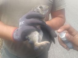 Hallan conejo silvestre durante trabajos de búsqueda en San Gabriel