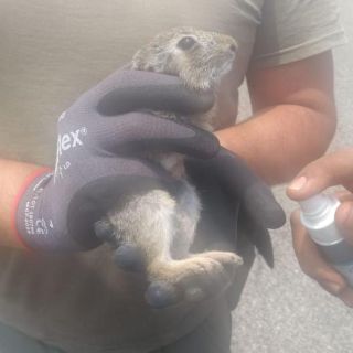 Hallan conejo silvestre durante trabajos de búsqueda en San Gabriel