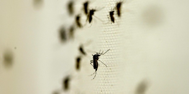 Retoman combate al dengue tras retraso en insecticida que env&iacute;a Federaci&oacute;n