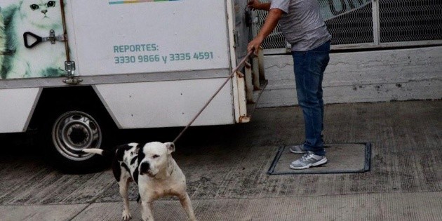 "Pirata" regresa con sus propietarios tras resguardo