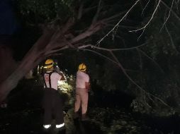 Bomberos realizan labores de limpieza y mantenimiento por árboles caídos durante la lluvia de esta tarde. TWITTER/@GuadalajaraGob