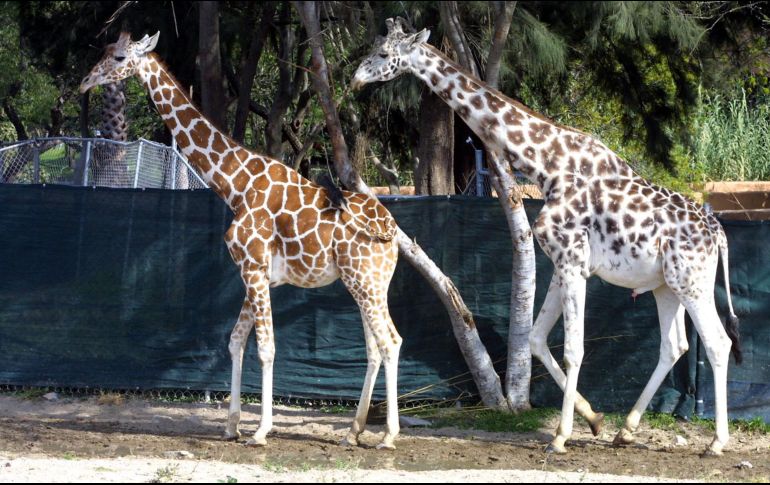 Tras el deceso de las jirafas quedan ahora 18 de estos animales en el parque. EL INFORMADOR/ARCHIVO
