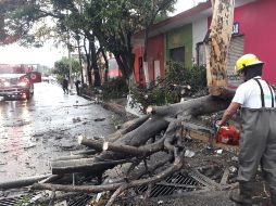 Bomberos tapatíos remueven el árbol que cayó en la calle Gigantes, al oriente de Guadalajara. ESPECIAL / Bomberos de Guadalajara
