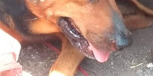 Atacan con tijeras a un perro en el Estado de M&eacute;xico
