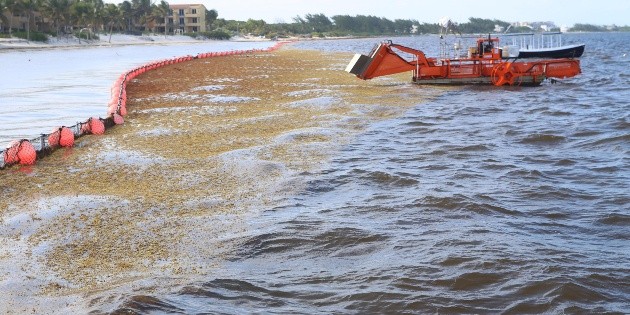 Descomposici&oacute;n de sargazo mata a 78 especies de fauna marina en el Caribe mexicano