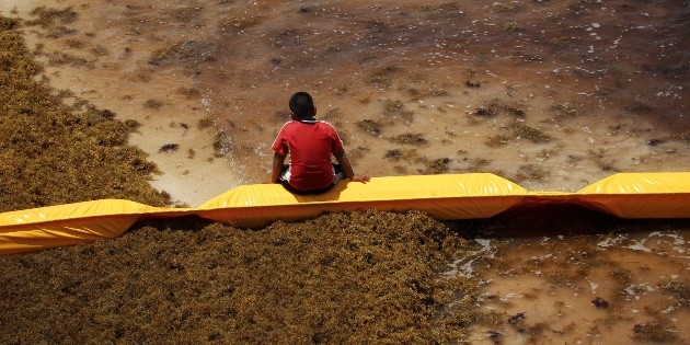 Colocan barreras para contener el sargazo en Playa del Carmen