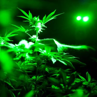 Canadá recauda 139 MDD tras legalizar mariguana