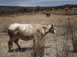 Los productores de la sierra también reportaron 31 muertes de cabezas de ganado, y han vendido al menos 400. EL INFORMADOR / ARCHIVO