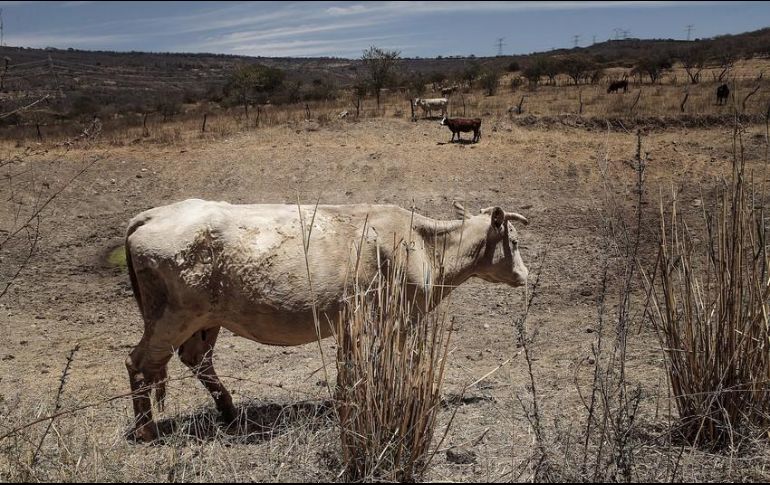 Los productores de la sierra también reportaron 31 muertes de cabezas de ganado, y han vendido al menos 400. EL INFORMADOR / ARCHIVO