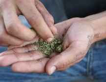 La sanción sería de 50 dólares por poseer menos de 28 gramos de marihuana o 200 dólares por hasta el doble de esa cantidad. EL INFORMADOR / ARCHIVO