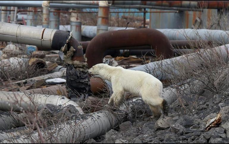 Las incursiones de osos polares son cada vez más frecuentes en el norte de Rusia. TWITTER/@euronewses