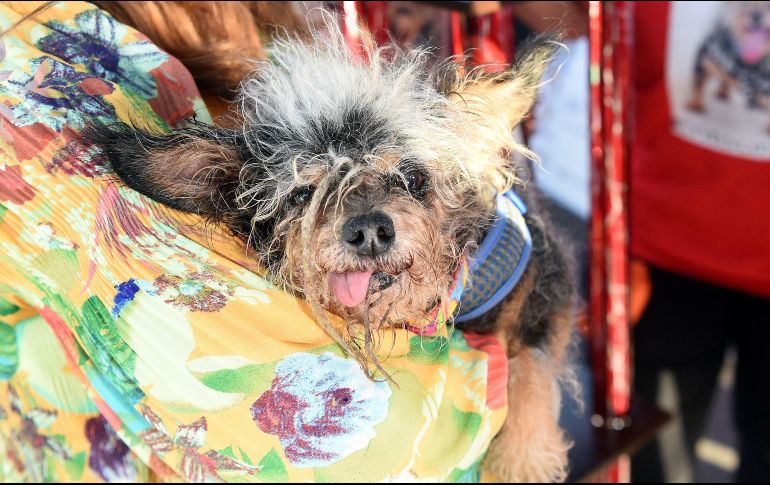 El objetivo de la competencia es crear conciencia sobre las necesidades de los perros rescatado. AFP/J. Edelson