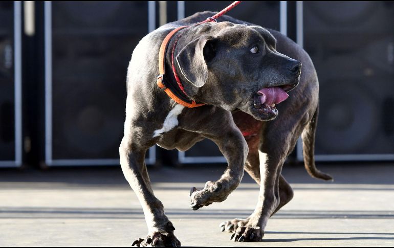 El objetivo de la competencia es crear conciencia sobre las necesidades de los perros rescatado. AFP/J. Edelson