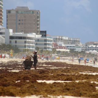 Sargazo no es "gravísimo", dice López Obrador