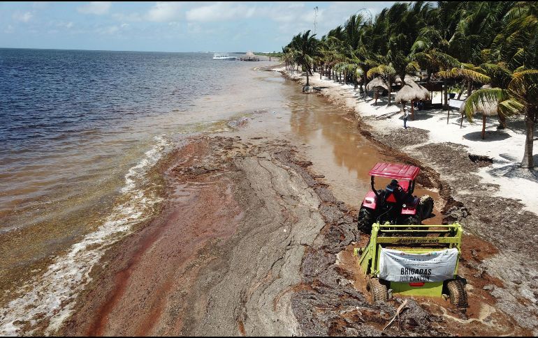 Resaltan que el recale masivo del sargazo no afecta diariamente a todas las playas, ni es permanente. EFE / ARCHIVO