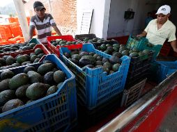 Michoacán es la entidad líder en la producción del fruto verde, le sigue Jalisco y el Estado de México. SUN / EVZ
