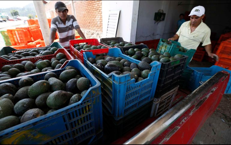 Michoacán es la entidad líder en la producción del fruto verde, le sigue Jalisco y el Estado de México. SUN / EVZ