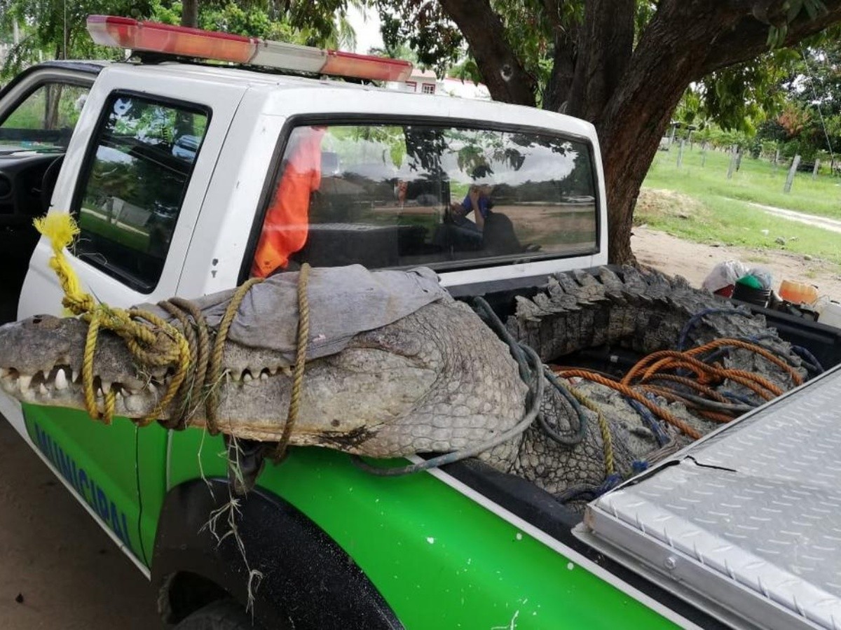  Atrapan a cocodrilo de más de 3.5 metros en río de Oaxaca