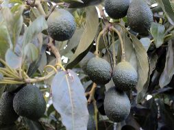 La cosecha de aguacate para la temporada 2019-2020 apenas comenzará en los próximos días. NOTIMEX/Archivo