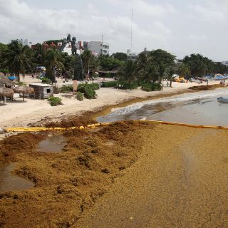 Alertan de desplazamiento de isla de sargazo hacia México