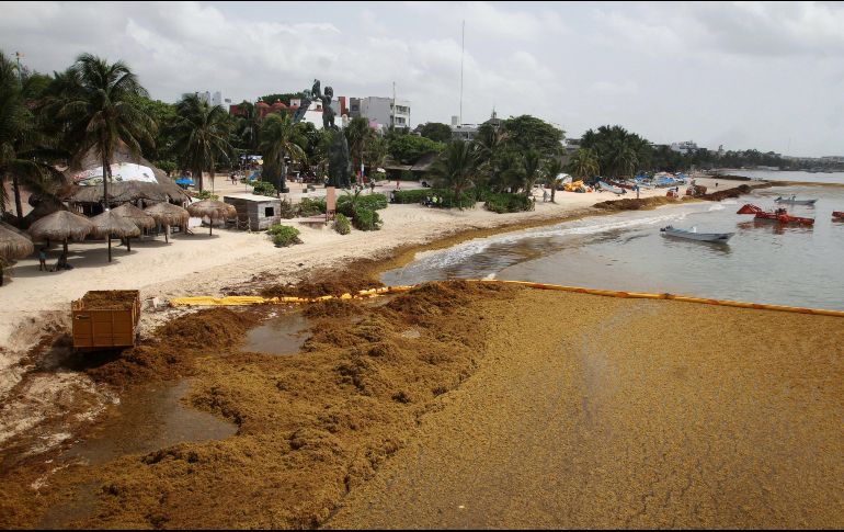 Las autoridades están abordando la llegada del sargazo en las playas del Caribe como un 