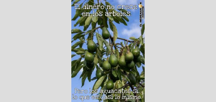 El dinero no crece en los árboles