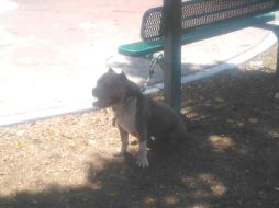 Autoridades no informaron qué se hará con el perro; los hechos ocurrieron en los cruces de Puerto Altamira y Vallarta, en la colonia Miramar. ESPECIAL / Protección Civil Zapopan