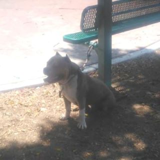 Perro lesiona a tres menores en Zapopan