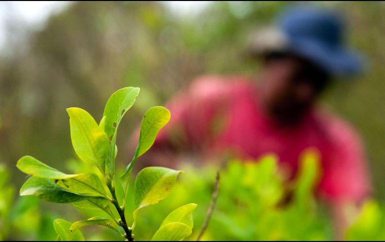 El área de cultivo de coca cayó por primera vez en 2012, pero continúa en niveles altos. AFP/L. Robayo
