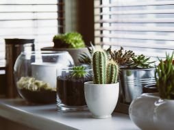 Cactus y suculentas, entre las variedades presentes en Plant Lover. ESPECIAL / PIXABAY