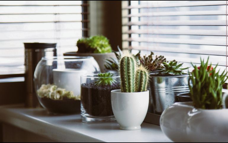 Cactus y suculentas, entre las variedades presentes en Plant Lover. ESPECIAL / PIXABAY