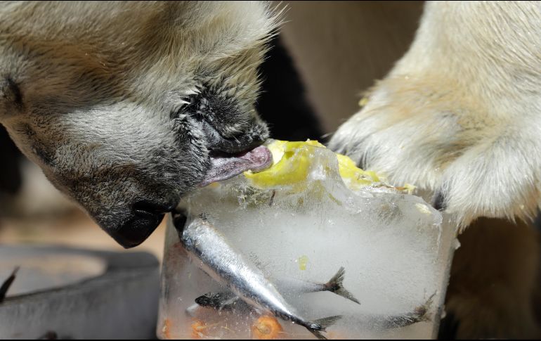 Un oso polar disfruta un cubo de helado con peces y frutas en su interior. AP/P. Josek