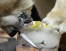 Un oso polar disfruta un cubo de helado con peces y frutas en su interior. AP/P. Josek