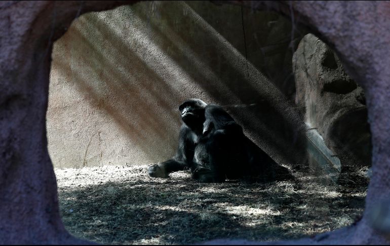 Un gorila descansa en la sombra debido al intenso sol que azota al país. AP/P. Josek