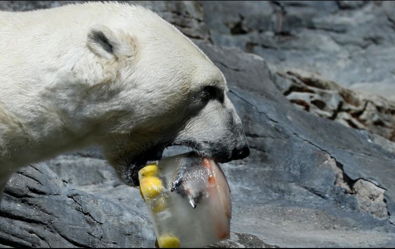 Los cuidadores agasajan a los gorilas y osos polares con singulares golosinas. AP/P. Josek