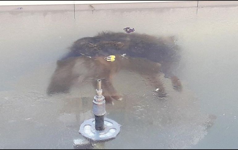 El animal quedó congelado en una fuente en Potosí. El pasado 21 de junio comenzó el invierno en el hemisferio sur, donde se ubica Bolivia. EFE/Dilver Soria