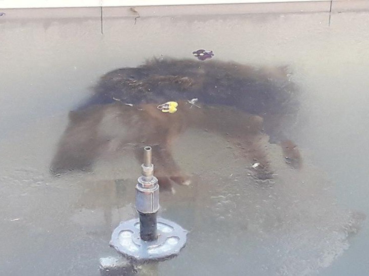  Conmueve la foto de un perro congelado en fuente en Bolivia