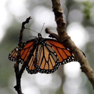 Mariposa monarca criada en cautiverio está perdiendo capacidad de migrar