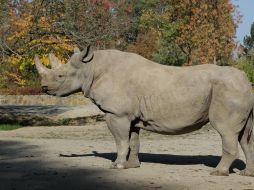El último rinoceronte blanco macho murió en marzo de 2018. FACEBOOK / Ol Pejeta Conservancy