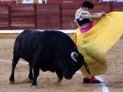 La ley regula la tenencia de animales domésticos y prohíbe los actos que impliquen sufrimiento o daño. EFE/ARCHIVO
