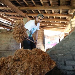 Raicilla recibe oficialmente Denominación de Origen en Jalisco