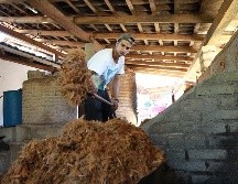 Tras recibir la DO, los raicilleros tendrán acceso a un apoyo de 3.25 millones de pesos  para acondicionar plantaciones y tabernas. EL INFORMADOR/ ARCHIVO