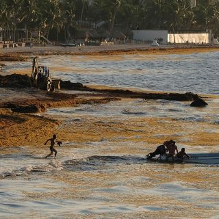 Playa del Carmen libra batalla contra el sargazo
